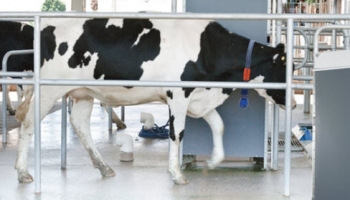 Мониторинг активности коров