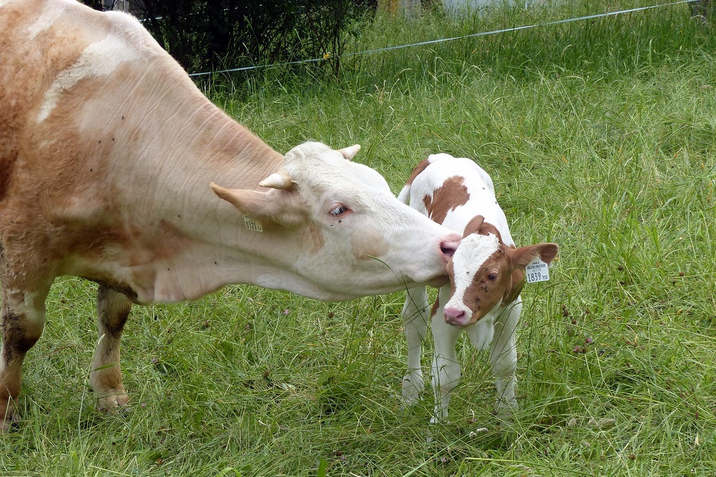Корова и телёнок 2