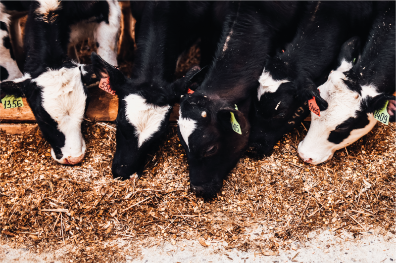 УЧХОЗ Тулинское