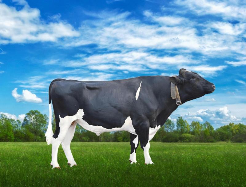 Воспроизводство КРС